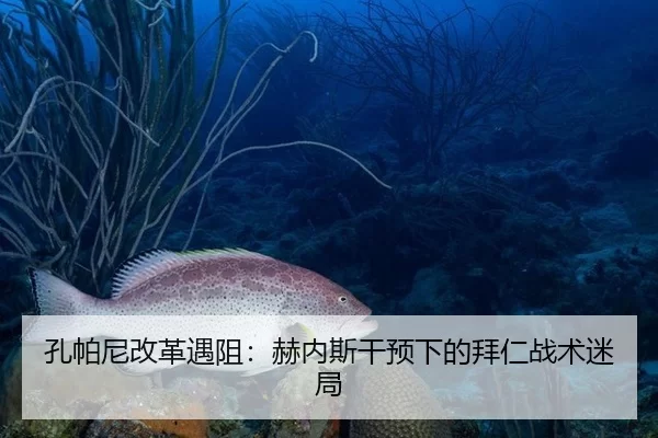 孔帕尼改革遇阻：赫内斯干预下的拜仁战术迷局